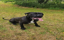 Cane Corso dogs for stud: Unique * champion breed * cane corso  - Image 4