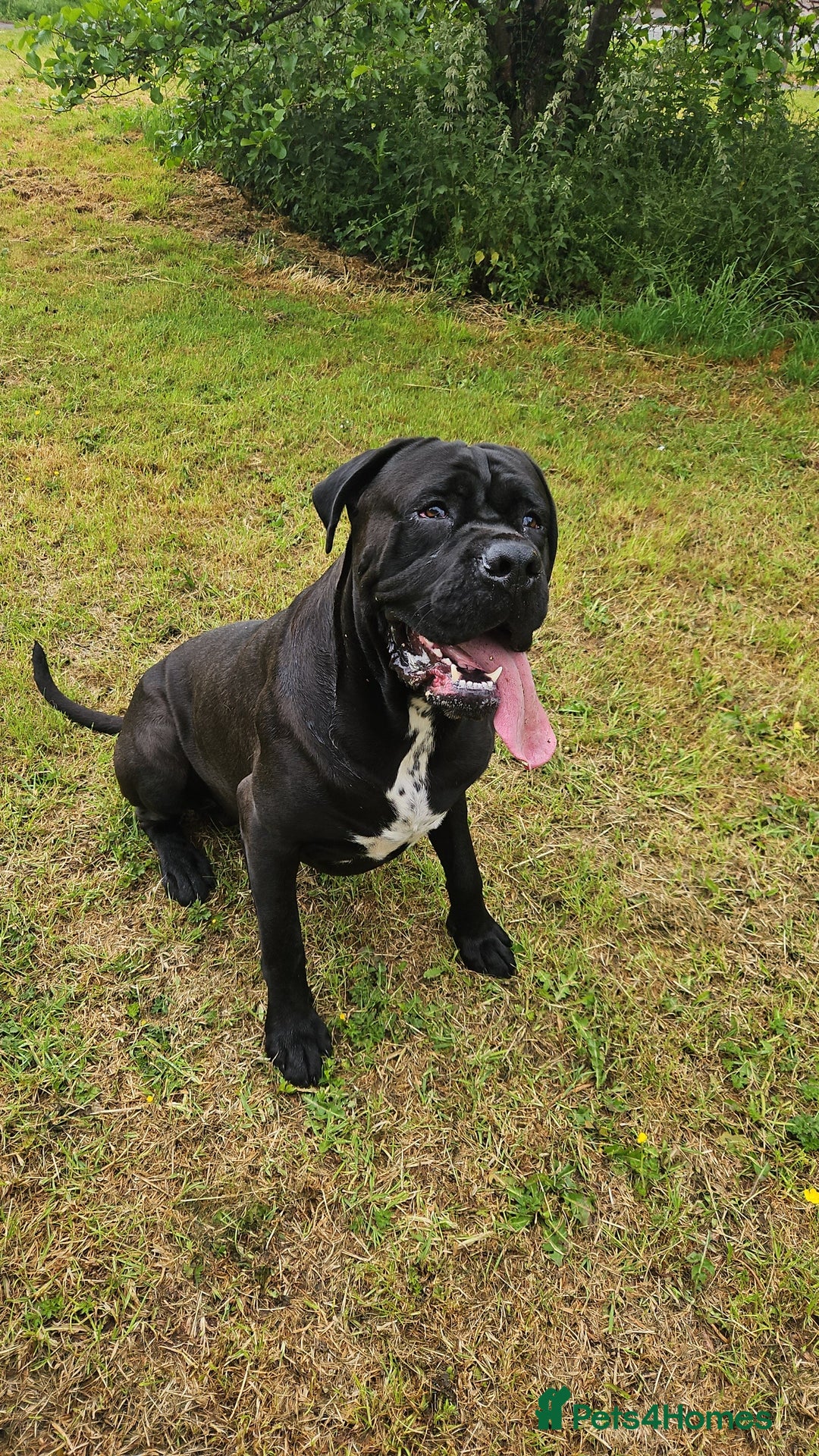 Cane Corso dogs for stud: Unique * champion breed * cane corso  - Image 4