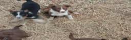 Border Collie dogs for sale: Farm collie puppies  - Advert 16