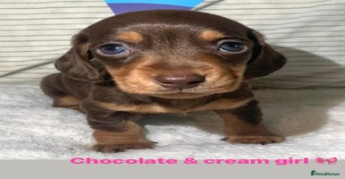 Miniature Dachshund dogs - Advert 2