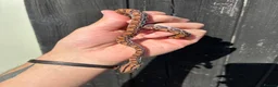 Boa Snake reptiles for sale: Brazilian Rainbow Boa babies - Advert 4