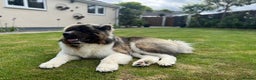 Akita dogs for sale: Stunning 5yr-old Male Akita needs a new home. - Advert 1