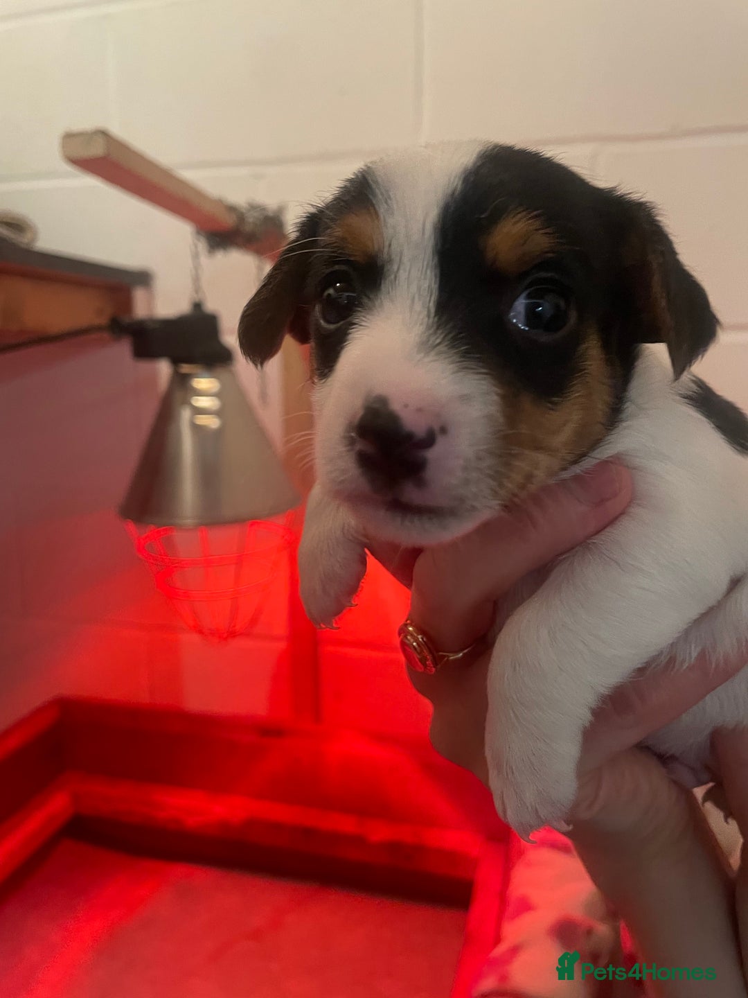 Jack Russell dogs for sale: Short leg pure bred jacks Russel original type .  - Image 7