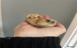 Chickens poultry for sale: Day old bantam silkie chicks  - Image 12