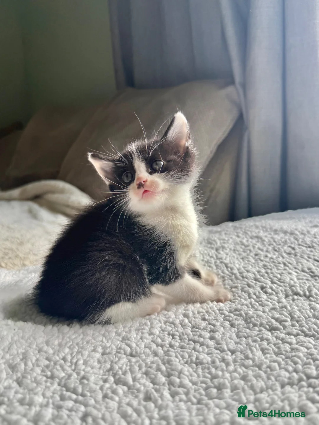 British Shorthair cats for sale: Beautiful Ragdoll x British Shorthair kittens  - Advert 2