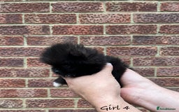 Pomeranian dogs for sale: 🐾Stunning 🐶Extra Small🐻 Teddy Face🔥 - Image 13