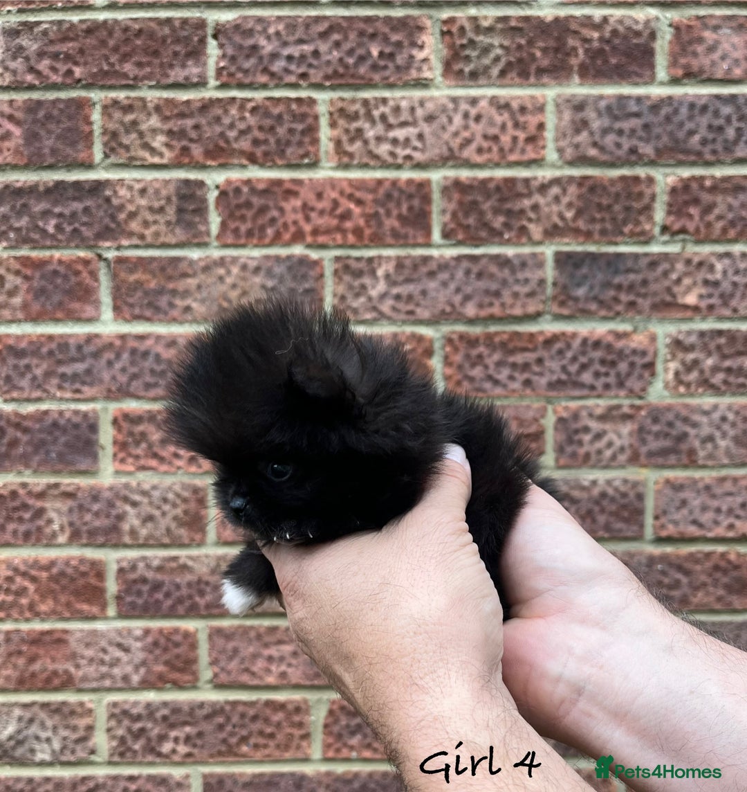 Pomeranian dogs for sale: 🐾Stunning 🐶Extra Small🐻 Teddy Face🔥 - Image 13