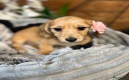 Mixed Breed dogs for sale: Chiweenie  - Advert 2