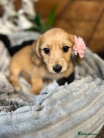 Mixed Breed dogs Chiweenie - Advert 4