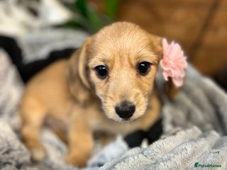 Mixed Breed dogs Chiweenie - Advert 17