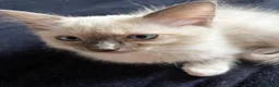Ragdoll cats for sale: Blue pointed Ragdoll kittens ready now - Advert 13