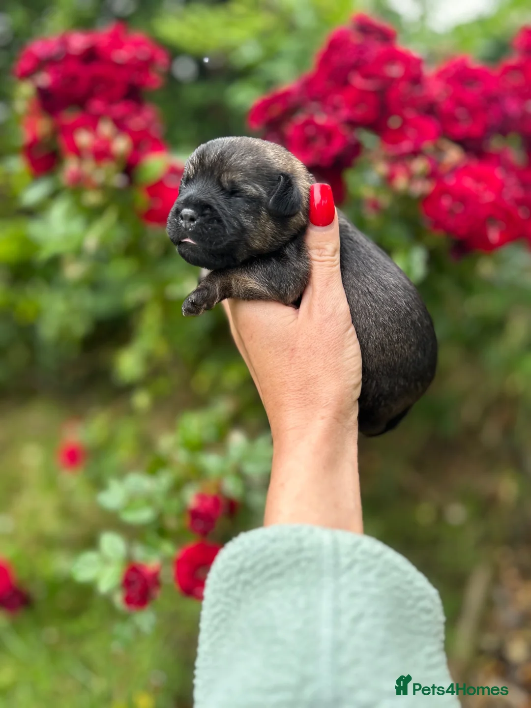 Border Terrier dogs for sale: ⭐ KC REG SLEM CLEAR BORDER TERRIER PUPPIES ⭐  - Advert 1