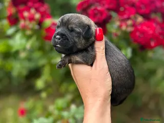 Border Terrier dogs ⭐ KC REG SLEM CLEAR BORDER TERRIER PUPPIES ⭐ - Advert 8