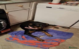Rottweiler dogs for sale: Beautiful female rottweiler puppy for sale - Image 2