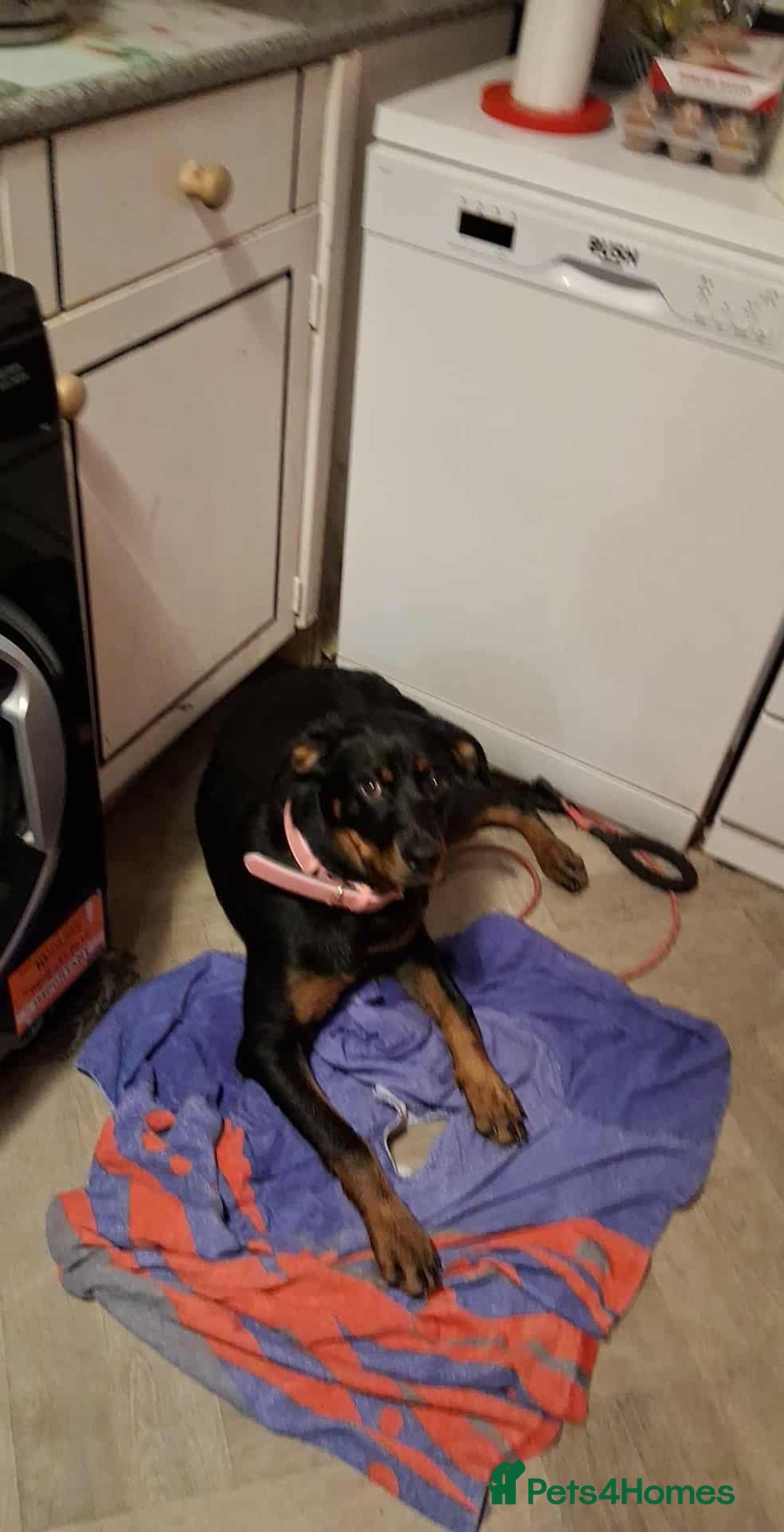 Rottweiler dogs for sale: Beautiful female rottweiler puppy for sale - Image 2