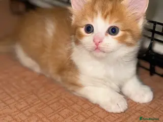 Domestic Shorthair cats Beautiful kittens ready to leave - Advert 3