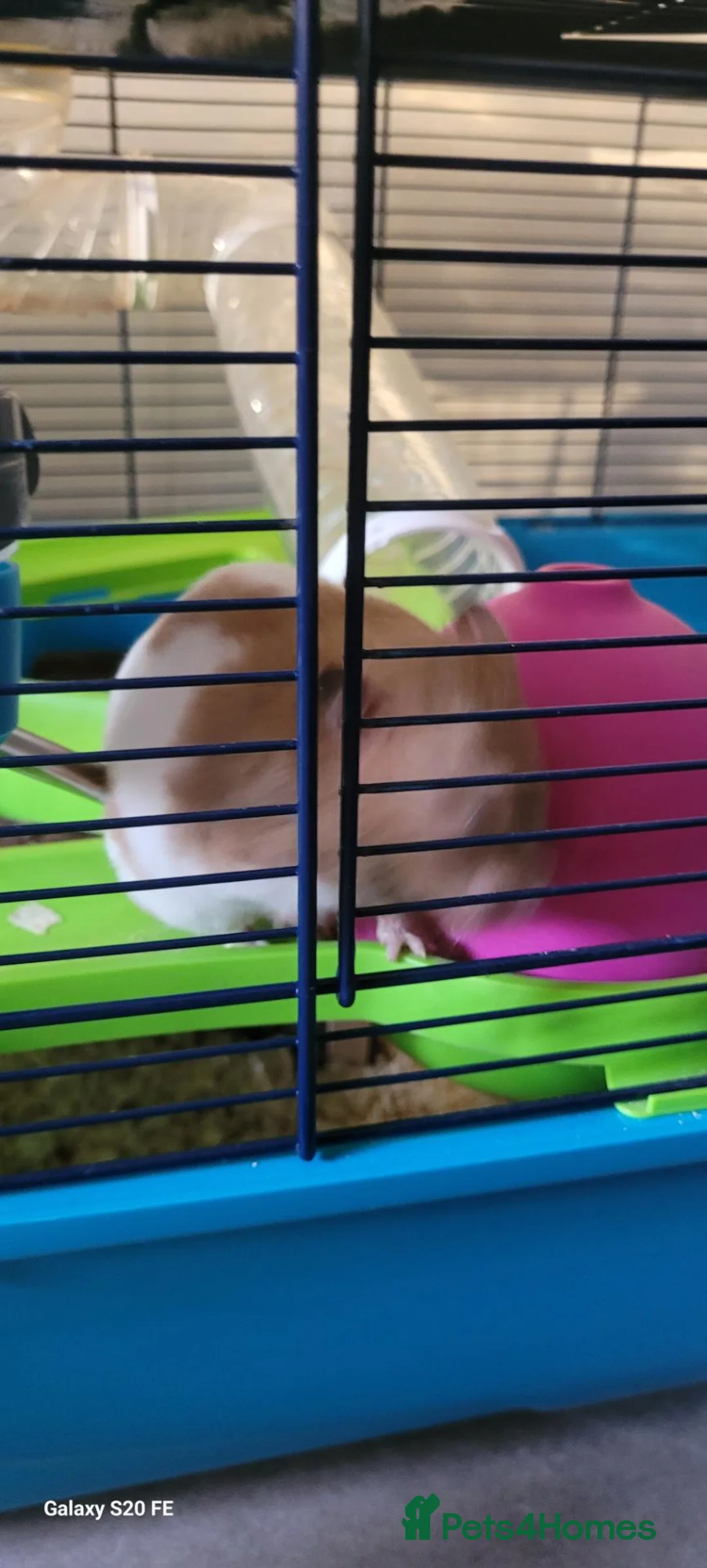 Hamster rodents for sale: Hamster in Manchester - Advert 3