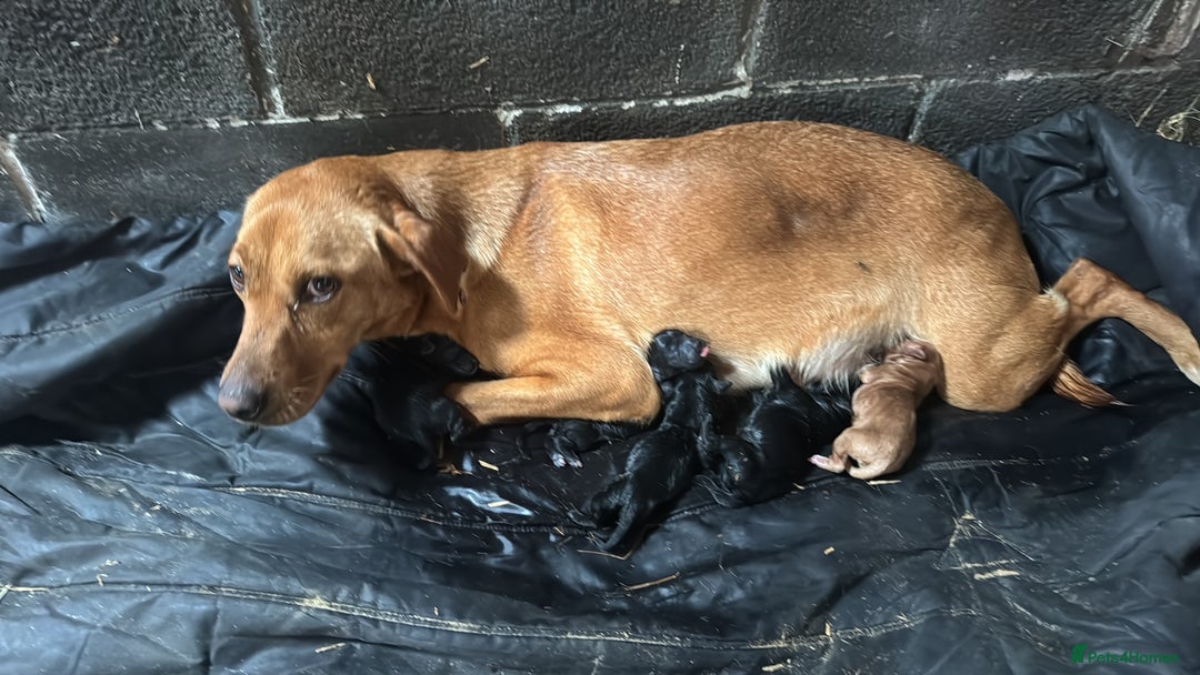 Springador dogs for sale: Beautiful springador puppies ready now - Image 8