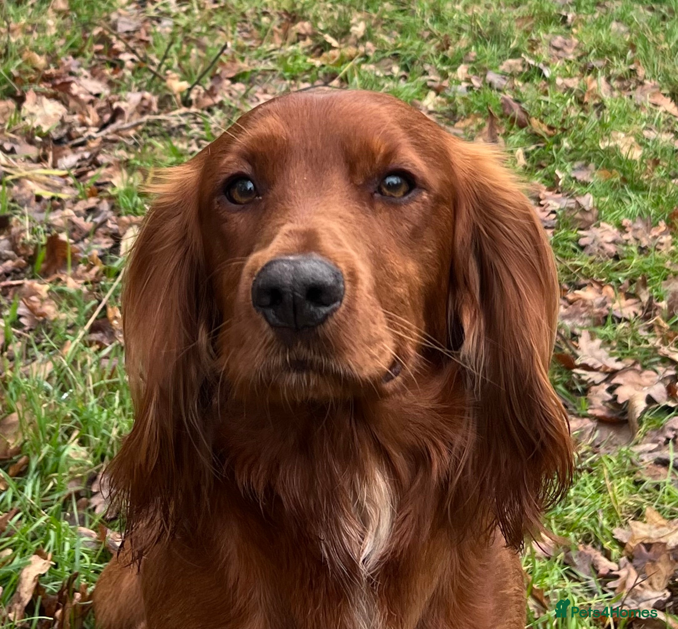 Cocker Spaniel dogs Fully health tested KC reg Working Cocker at Stud - Advert 2