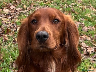 Cocker Spaniel dogs for stud - Advert 1