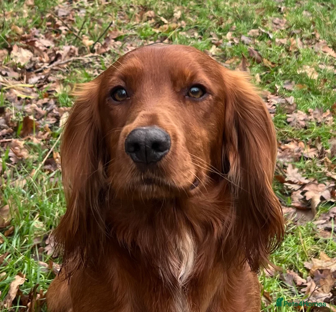 Cocker Spaniel dogs for stud: Fully health tested KC reg Working Cocker at Stud - Advert 1