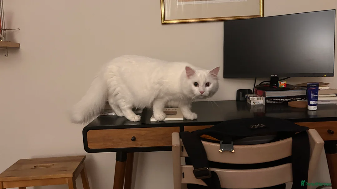 British Longhair cats for sale: Teenage male cat looking for a new home - Advert 3