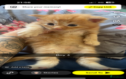 Maine Coon cats for sale: Beautiful Maine coon kittens 07396998601 - Image 5