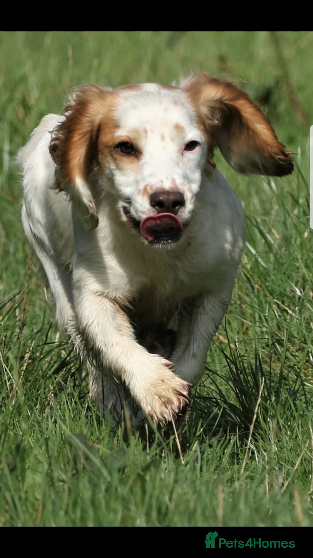 Cocker Spaniel dogs for sale: Working cocker spaniel pups for sale  in Billingham - Advert 9