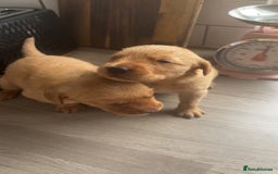 Goldador dogs for sale: Fox red goldador puppies ❤️ - Image 16