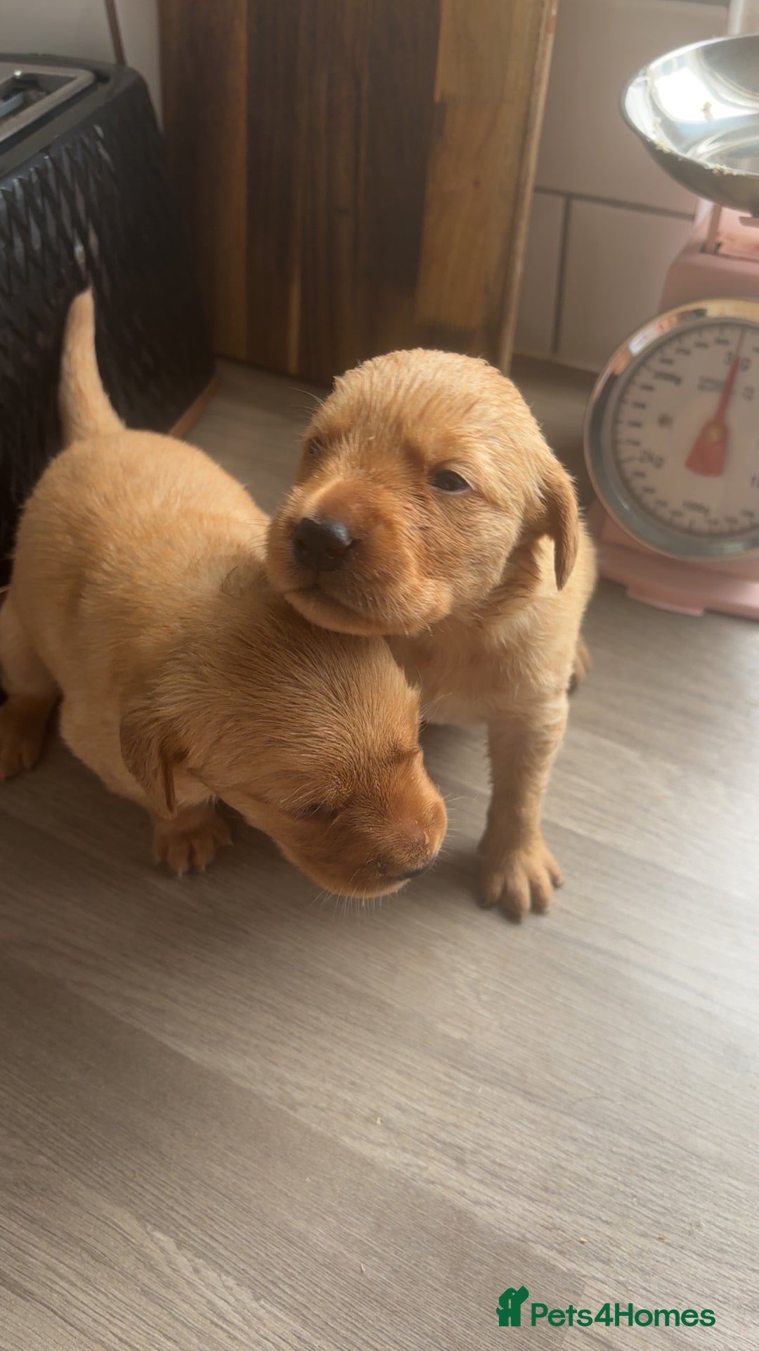 Goldador dogs for sale: Fox red goldador puppies ❤️ - Image 16