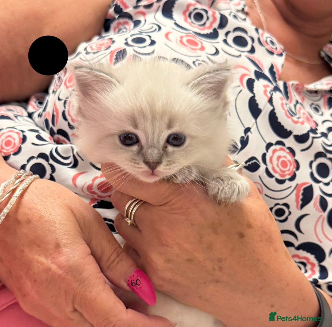 Ragdoll cats for sale: 5 Pure Ragdoll Kittens (7 Weeks Old) in Camborne - Image 10