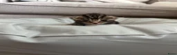 Mixed Breed cats for sale: 4 beautiful kittens ready to leave 7th September  - Advert 3