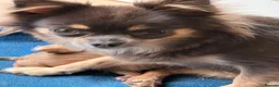 Chihuahua dogs for sale: Beautiful Female Chihuahua Puppy – “Squeak” - Advert 5
