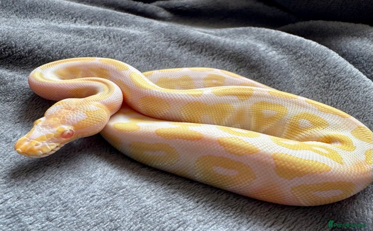 Python Snake reptiles - Advert 4