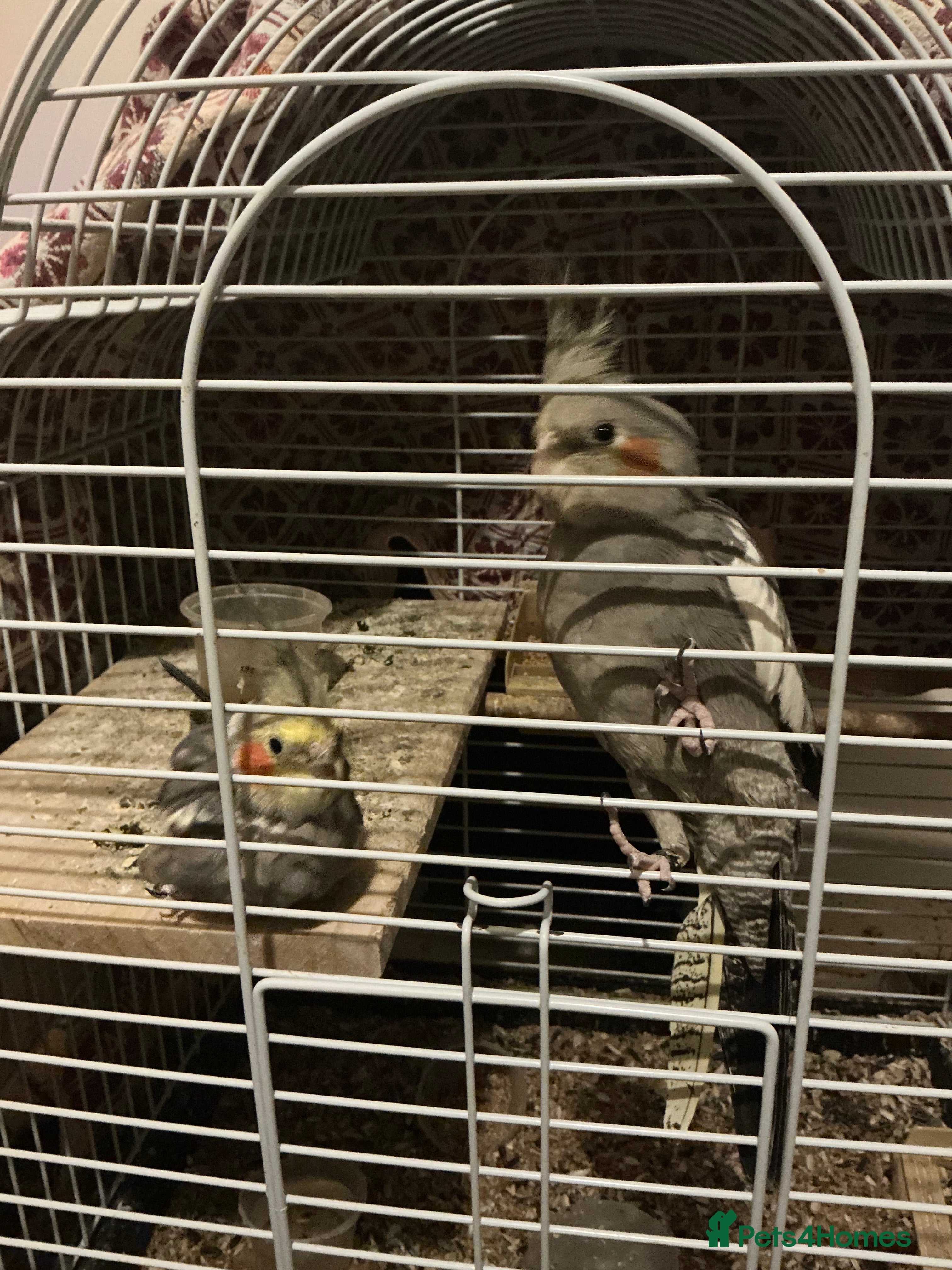 Cockatiels birds URGENT HOME NEEDED FOR BABY COCKATIELS - Advert 1