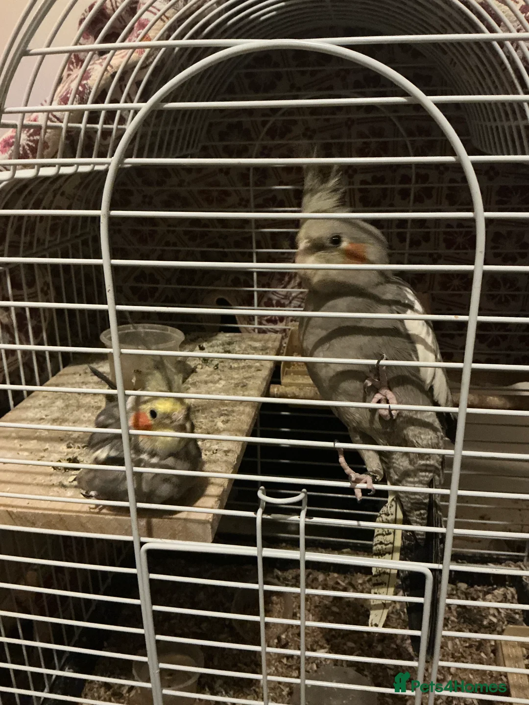 Cockatiels birds for sale: URGENT HOME NEEDED FOR BABY COCKATIELS - Advert 1