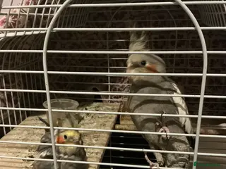 Cockatiels birds URGENT HOME NEEDED FOR BABY COCKATIELS - Advert 1