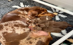 Miniature Dachshund dogs for stud: ⭐️ TRIGGER⭐️ smooth hair Isabella & Tan STUD in Mexborough - Image 4