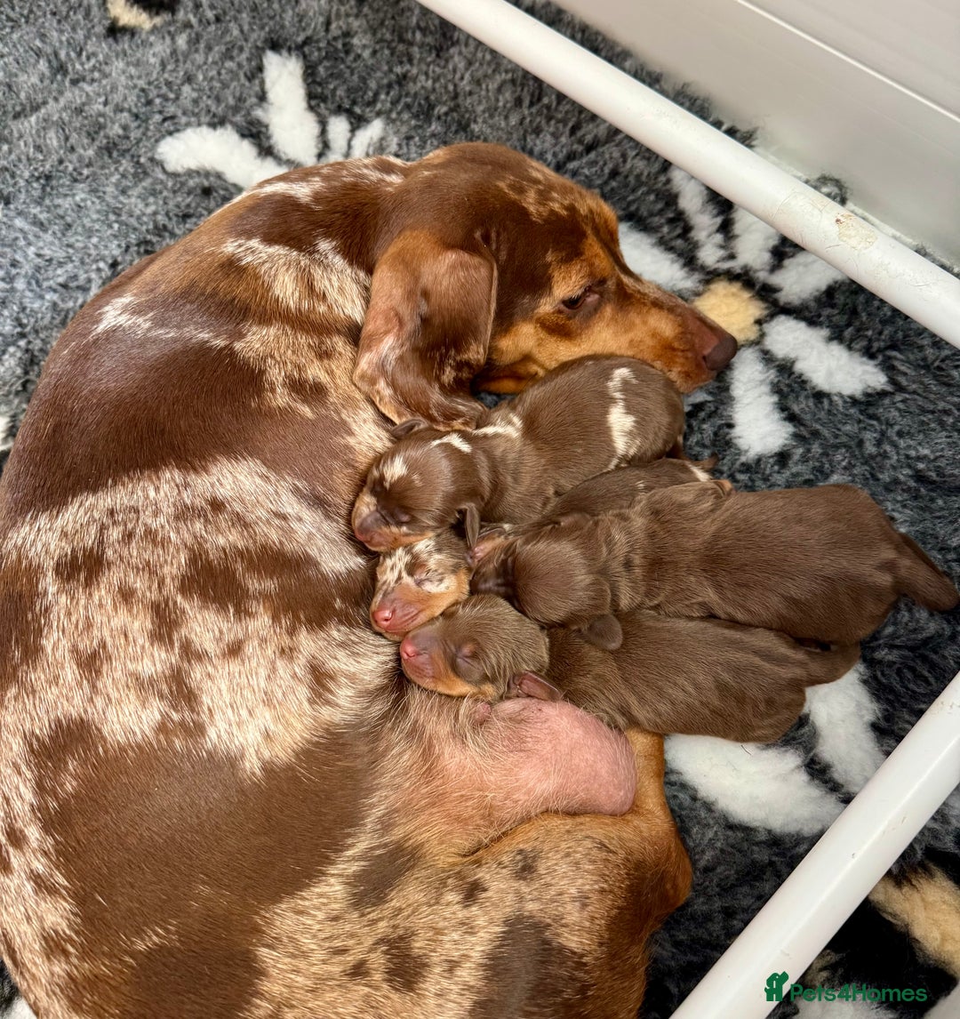 Miniature Dachshund dogs for stud: ⭐️ TRIGGER⭐️ smooth hair Isabella & Tan STUD in Mexborough - Image 4
