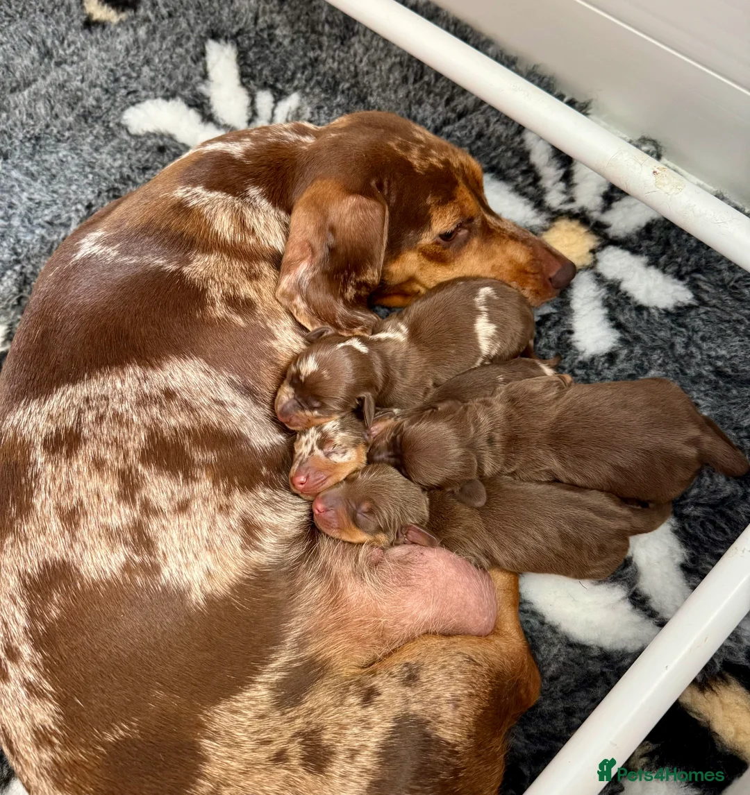 Miniature Dachshund dogs for stud: ⭐️ TRIGGER⭐️ smooth hair Isabella & Tan STUD in Mexborough - Advert 4