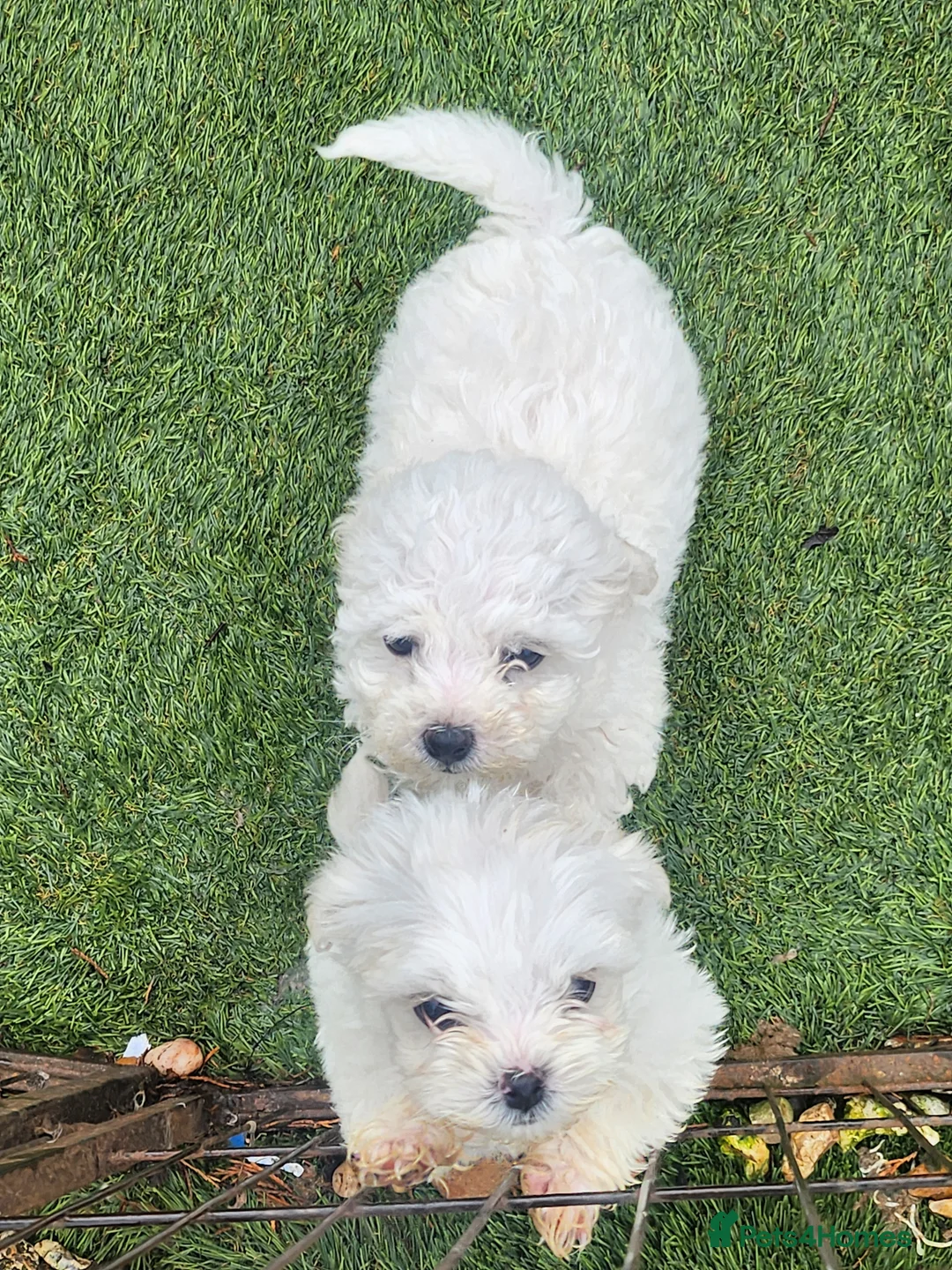 Mixed Breed dogs for sale: Bichion x maltese puppys - Advert 4