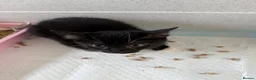 Mixed Breed cats for sale: Rescued kittens - Advert 5