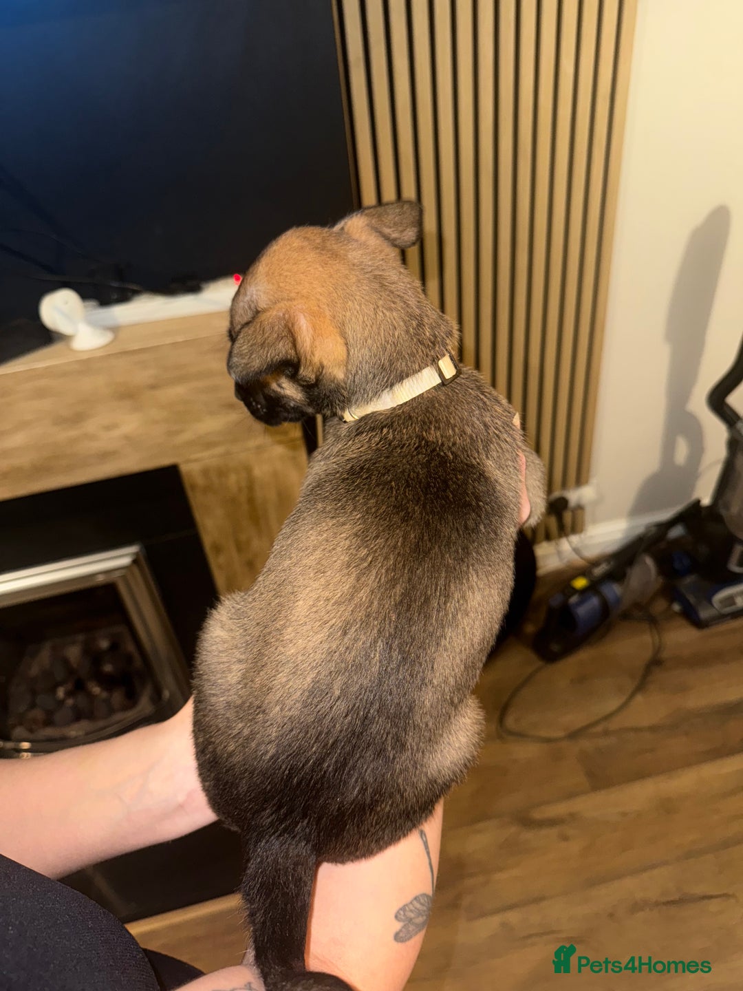 Belgian Shepherd Dog dogs for sale: Pure Belgian Malinois Puppies - Advert 19