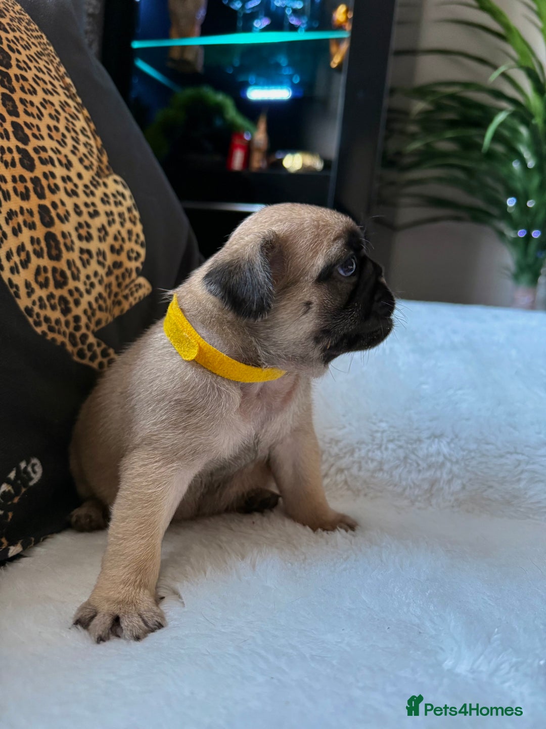 Pug dogs for sale: Two girls and one boy are available;)  - Advert 10