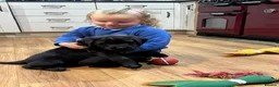 Labrador Retriever dogs for sale: Chunky KC Registered Black labrador puppies - Advert 2