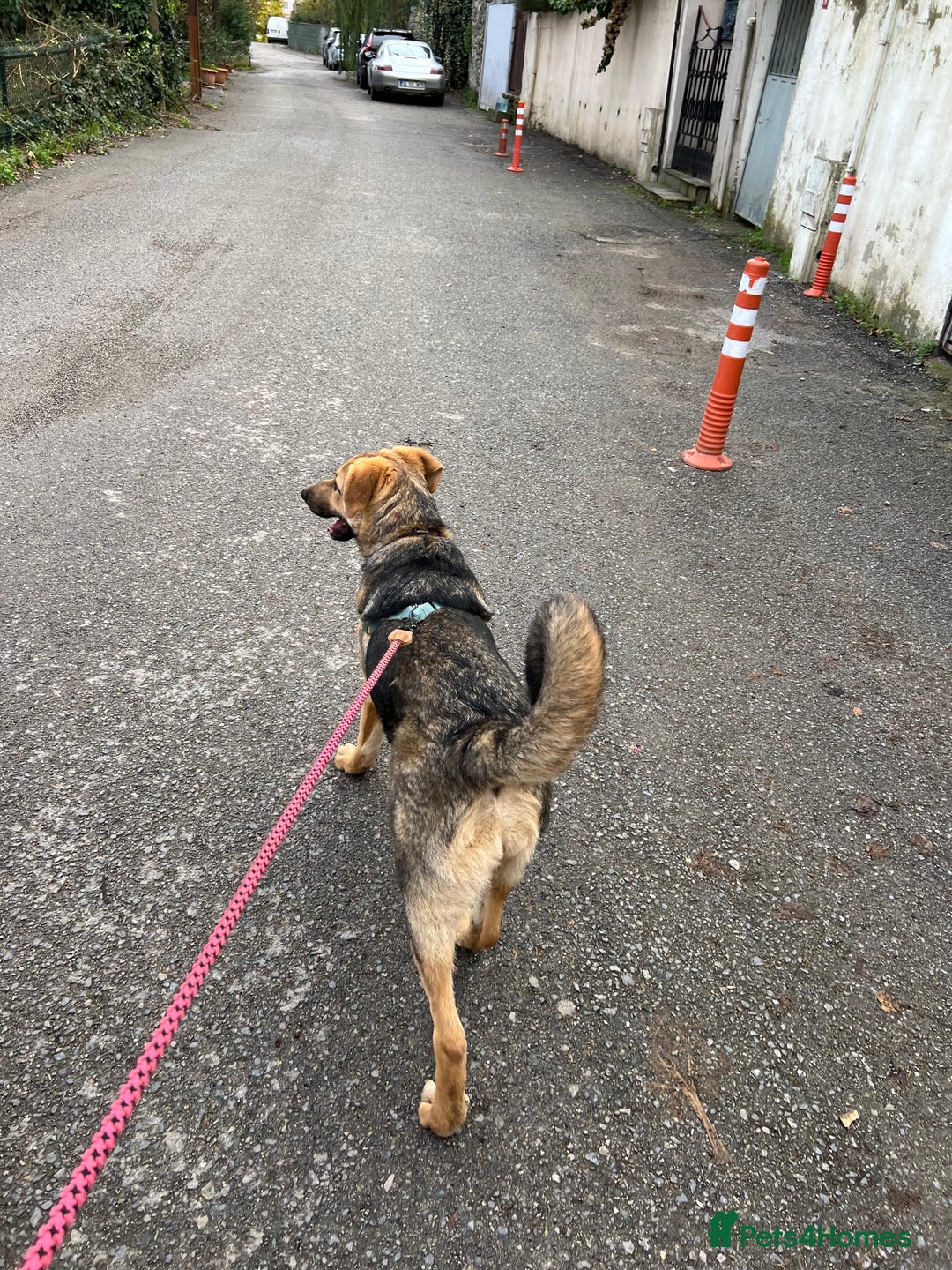 Anatolian Shepherd dogs for adoption: 6.5-Month-Old Anatolian Shepherd Mix Ready For You - Advert 15