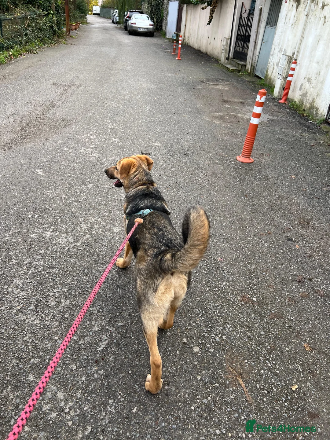 Anatolian Shepherd dogs for adoption: 6.5-Month-Old Anatolian Shepherd Mix Ready For You - Advert 19