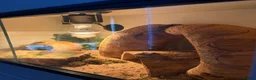 Leopard Gecko reptiles for sale: Lepord gecko and full setup with bulbs for sale   in Sheffield - Advert 2