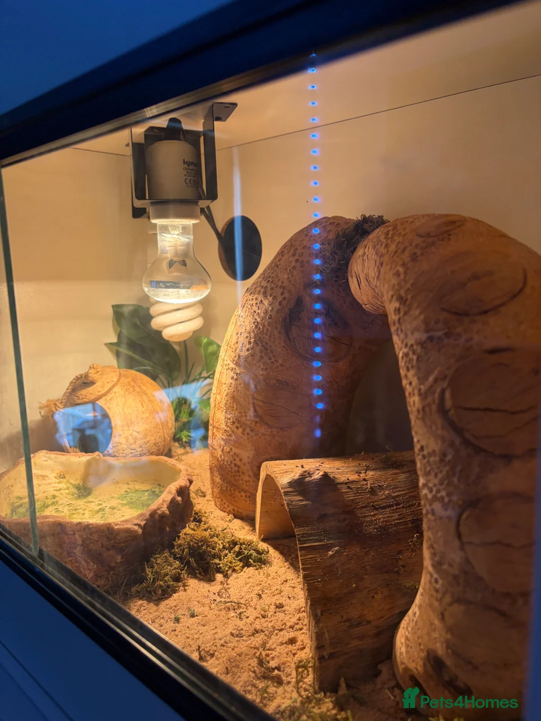 Leopard Gecko reptiles for sale: Lepord gecko and full setup with bulbs for sale   in Sheffield - Advert 2