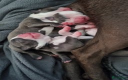 Boston Terrier dogs for sale: Outstanding Blue/Champagne Boston pups - Image 2